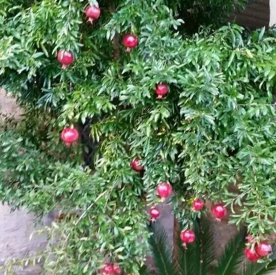 Aamiaismajoitus (B&B) La Maison Jujube