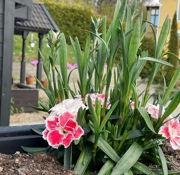 ホテル Davids Kulle