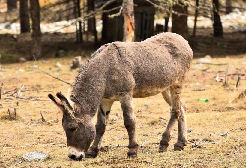 בית מלון כפרי Paradisia