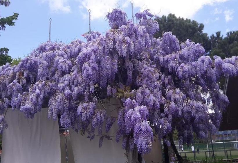 Bed and Breakfast Pixie Dixie & Moses Malone