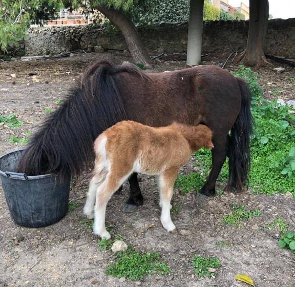 مبيت وإفطار Casale Rocca Fiorita