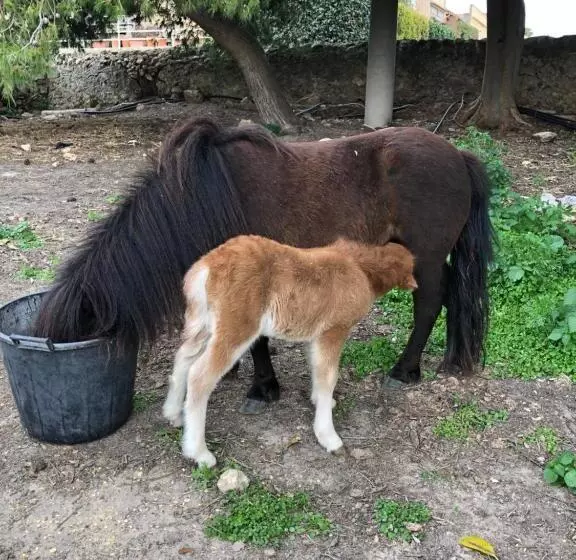 Aamiaismajoitus (B&B) Casale Rocca Fiorita