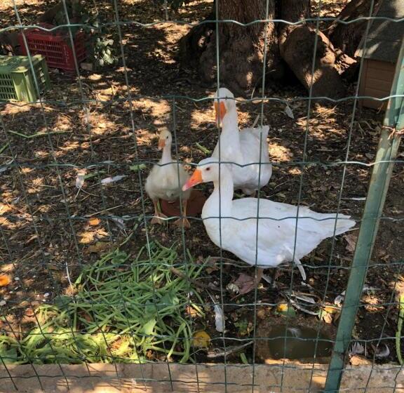 مبيت وإفطار Casale Rocca Fiorita