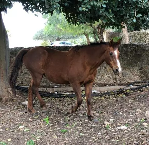 Aamiaismajoitus (B&B) Casale Rocca Fiorita