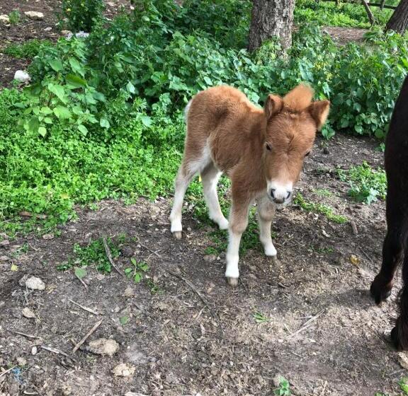 مبيت وإفطار Casale Rocca Fiorita