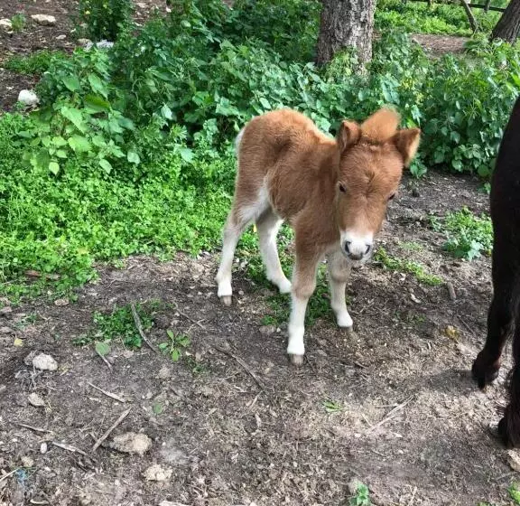 Aamiaismajoitus (B&B) Casale Rocca Fiorita