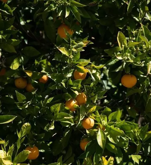 Hotelli Villa Giulia