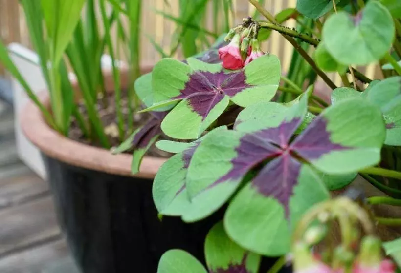 هتل Bedhub - Swisslodge Arbon