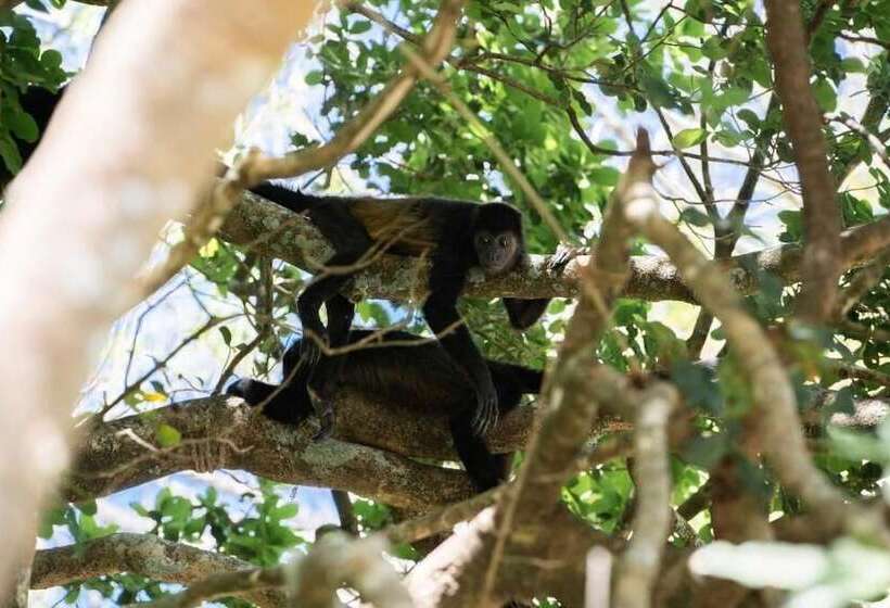 Bed and Breakfast Antema Lodge Secteur Tamarindo, Piscine, Yoga, Gym, Jungle Et Paix