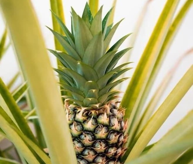 Bed and Breakfast Antema Lodge Secteur Tamarindo, Piscine, Yoga, Gym, Jungle Et Paix