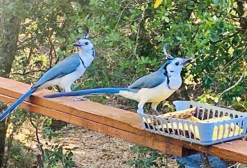 Bed and Breakfast Antema Lodge Secteur Tamarindo, Piscine, Yoga, Gym, Jungle Et Paix