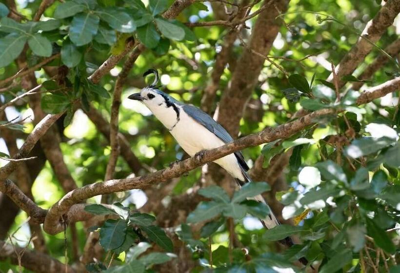 Bed and Breakfast Antema Lodge Secteur Tamarindo, Piscine, Yoga, Gym, Jungle Et Paix