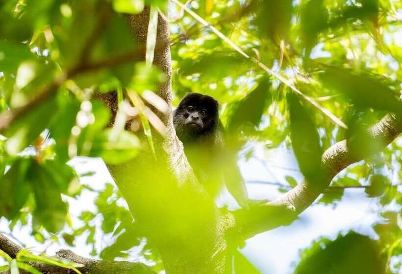 Bed and Breakfast Antema Lodge Secteur Tamarindo, Piscine, Yoga, Gym, Jungle Et Paix