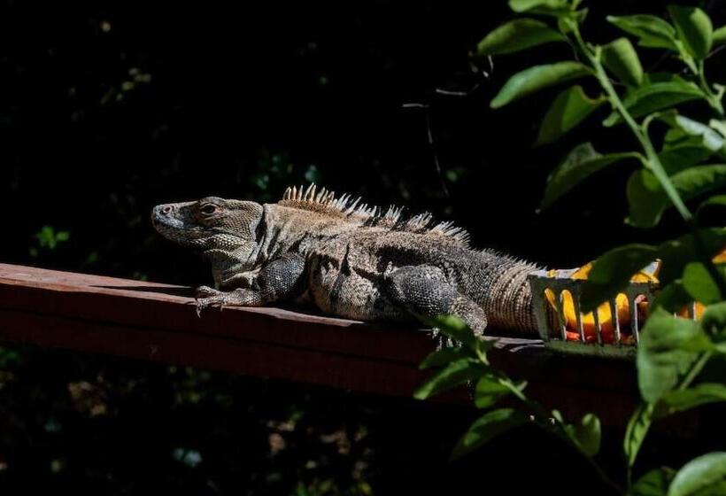 Bed and Breakfast Antema Lodge Secteur Tamarindo, Piscine, Yoga, Gym, Jungle Et Paix