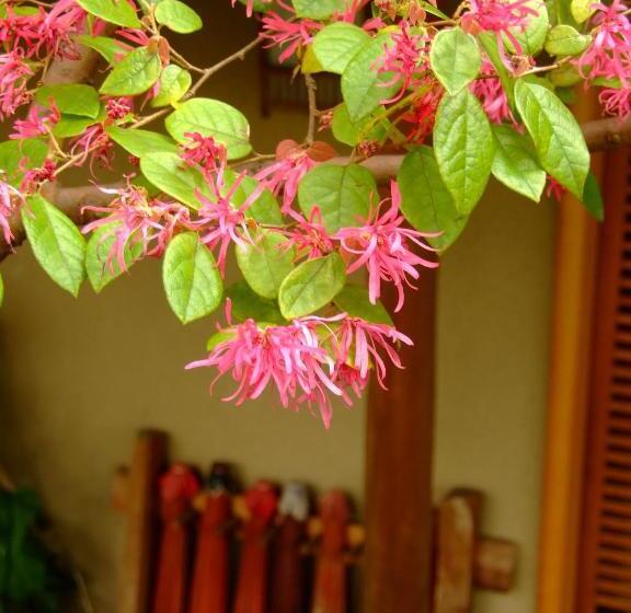 ريوكان Nonohanatei Komurasaki