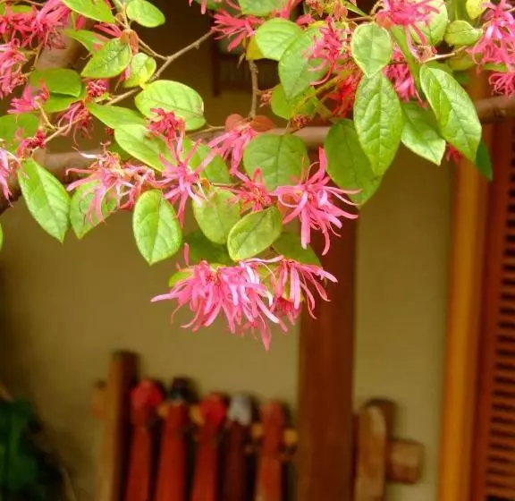 Ryokan Nonohanatei Komurasaki