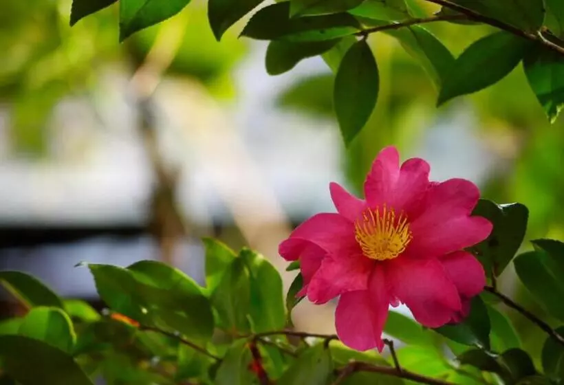 Ryokan Nonohanatei Komurasaki