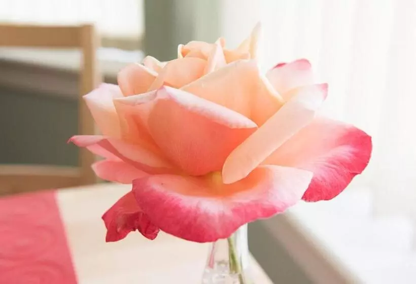 The Roses B&b
