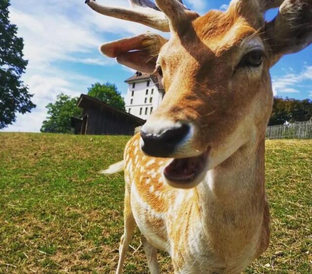 Bed and Breakfast Bnb Schlafschloss