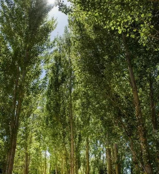 Aamiaismajoitus (B&B) Willow S Green