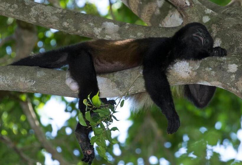 ホテル Golden Pineapple Villas Adults Only