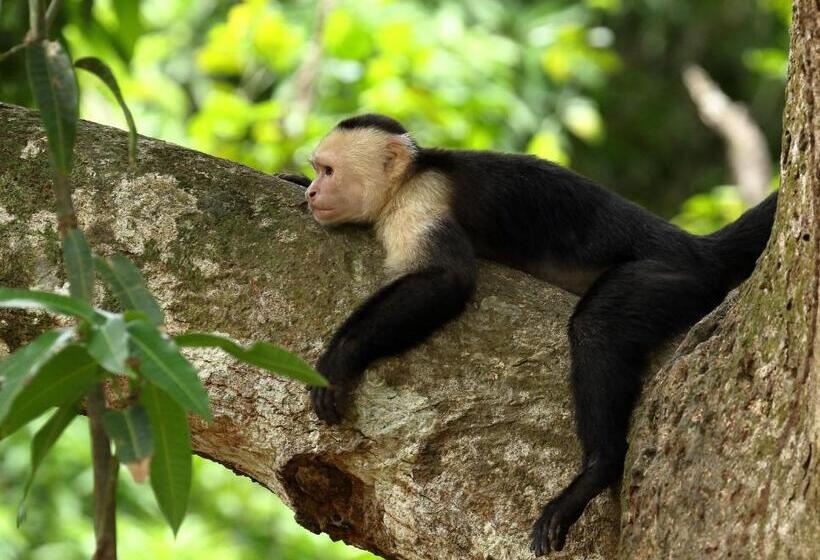 ホテル Golden Pineapple Villas Adults Only