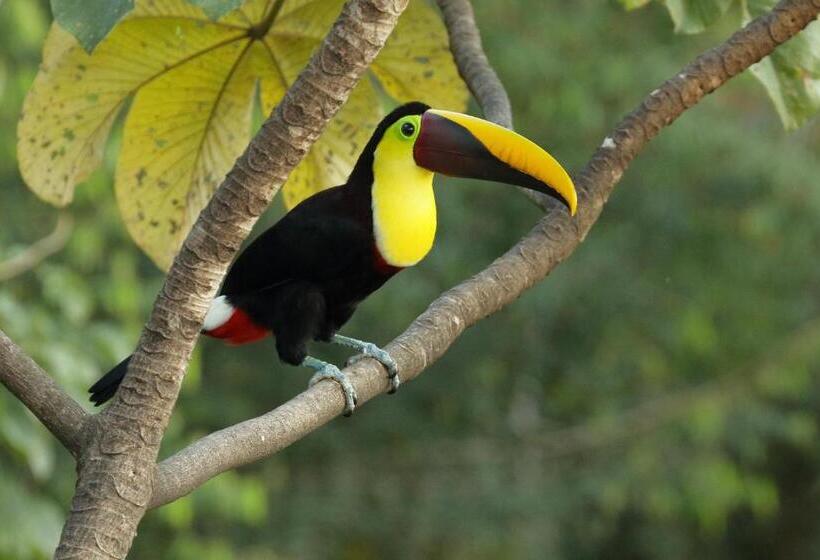 ホテル Golden Pineapple Villas Adults Only