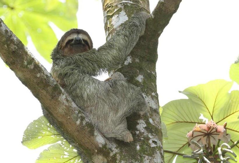 ホテル Golden Pineapple Villas Adults Only