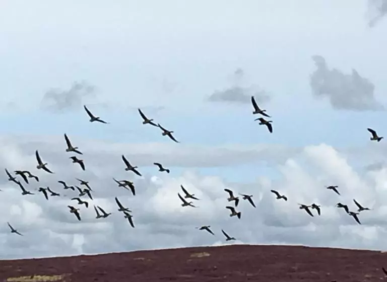 Aamiaismajoitus (B&B) Bonners Lodge