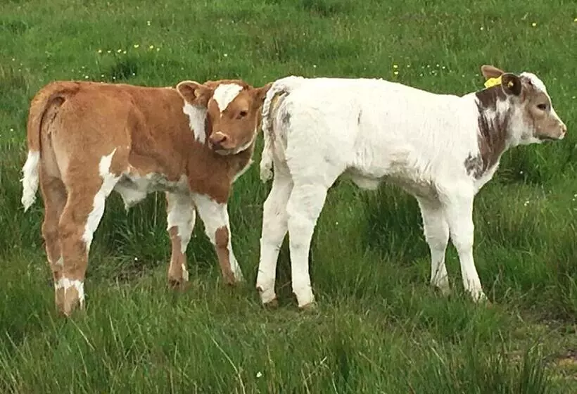 Aamiaismajoitus (B&B) Bonners Lodge