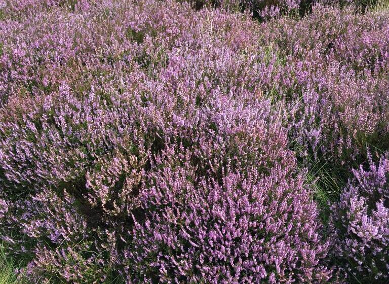 مبيت وإفطار Bonners Lodge