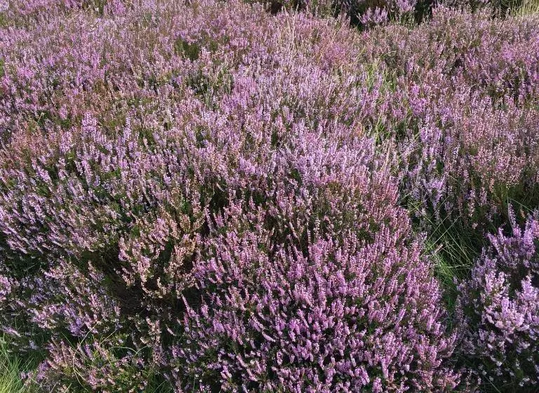 Aamiaismajoitus (B&B) Bonners Lodge