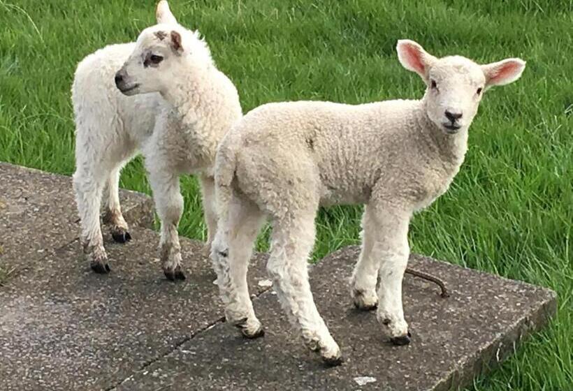 مبيت وإفطار Bonners Lodge