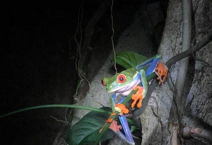 酒店 Bella Vista Ranch Ecolodge