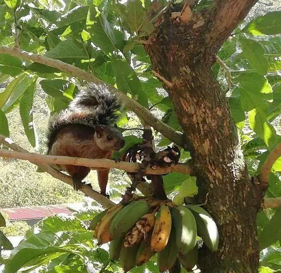تختخواب و صبحانه La Guayaba Monteverde