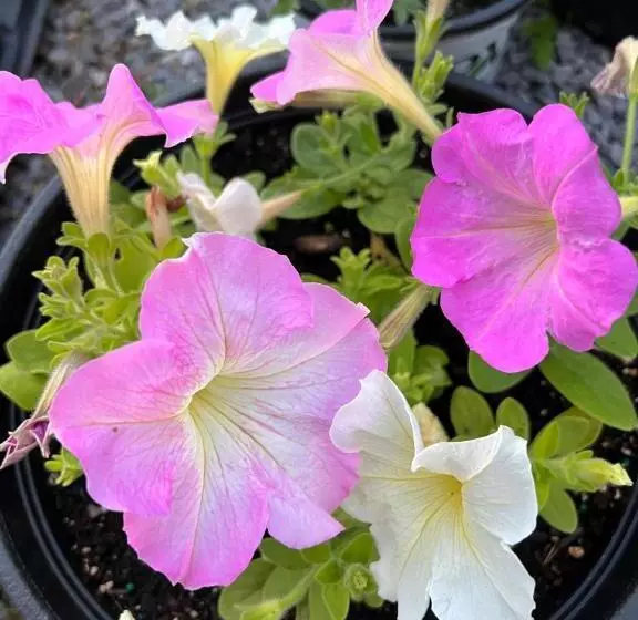 Aamiaismajoitus (B&B) Brooksbnb