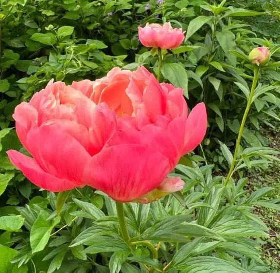 Aamiaismajoitus (B&B) Brooksbnb