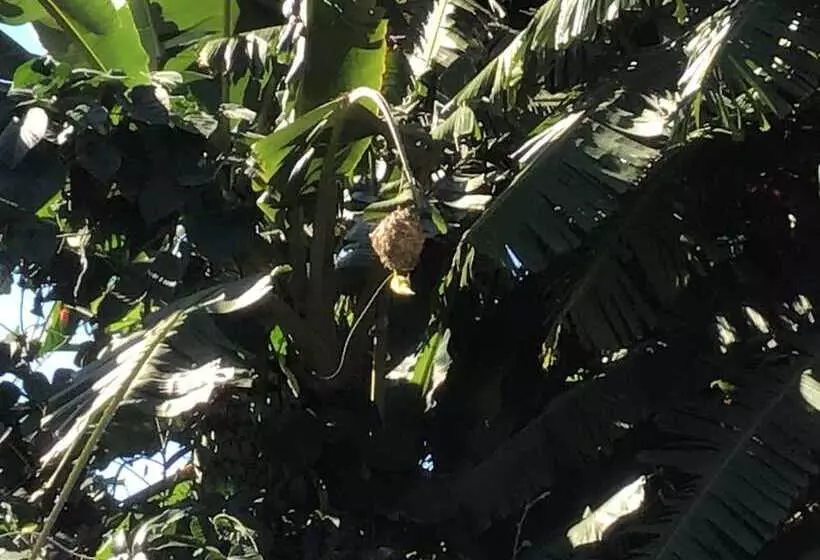 Mt Pleasant Bed And Breakfast Ltd