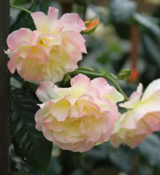 Aamiaismajoitus (B&B) L'ancienne Boulangerie