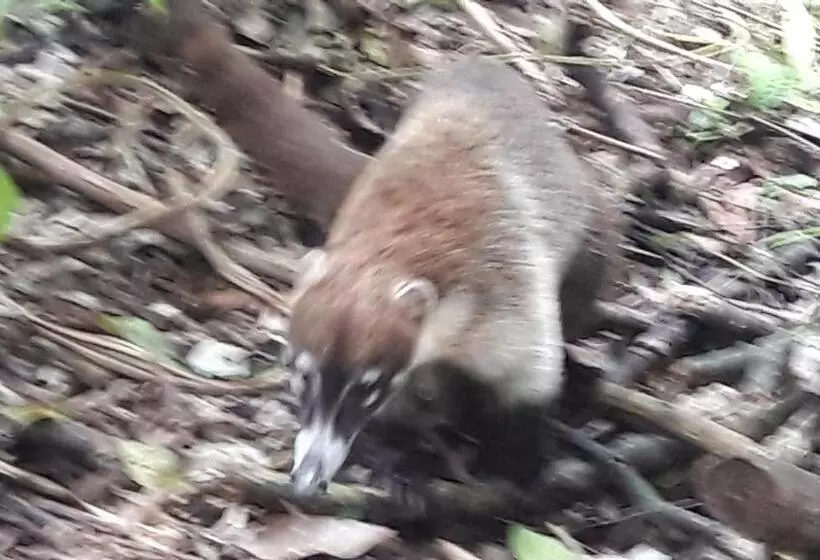 هتل Zazil Ha Hostel