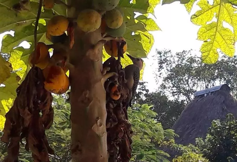 هتل Zazil Ha Hostel