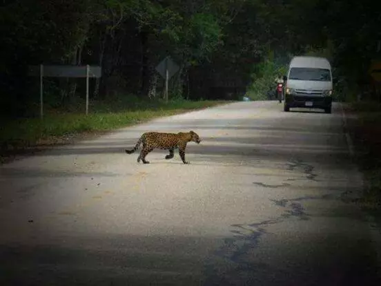 هتل Zazil Ha Hostel