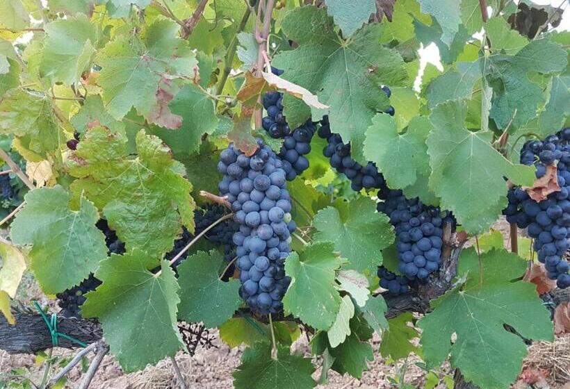 هتل Mas Del Sord 1335