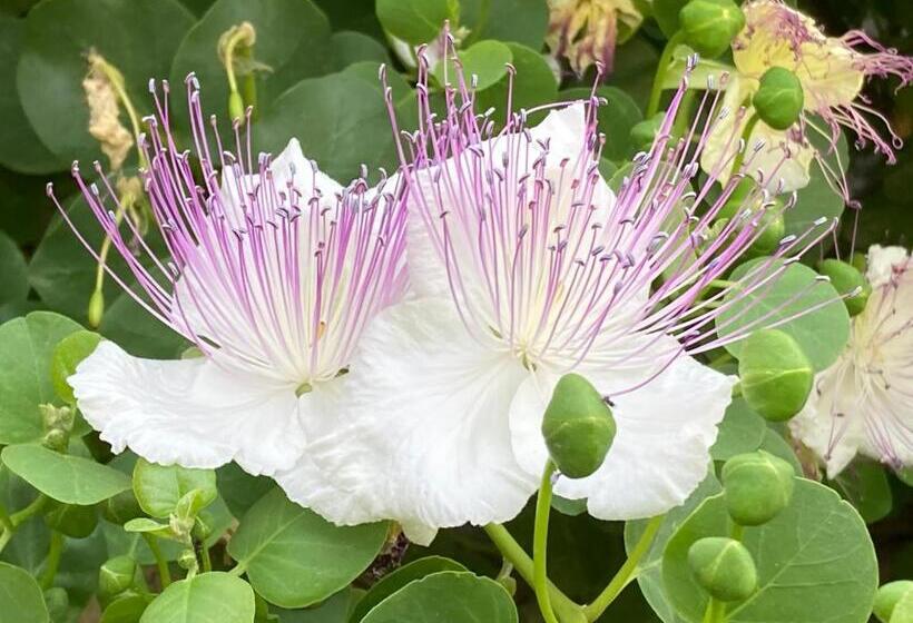 تختخواب و صبحانه L Antico Borgo