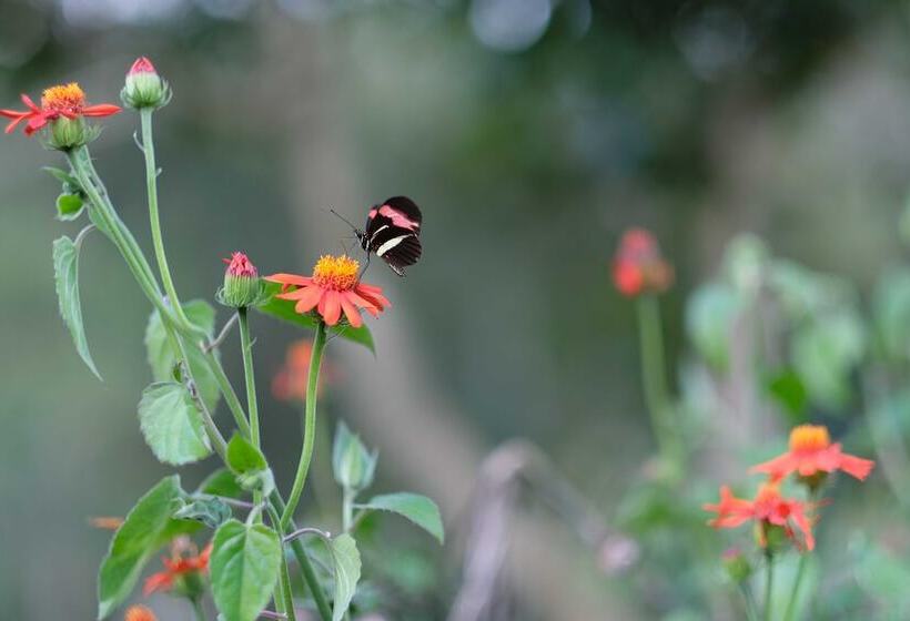 בית מלון כפרי Vila Chico