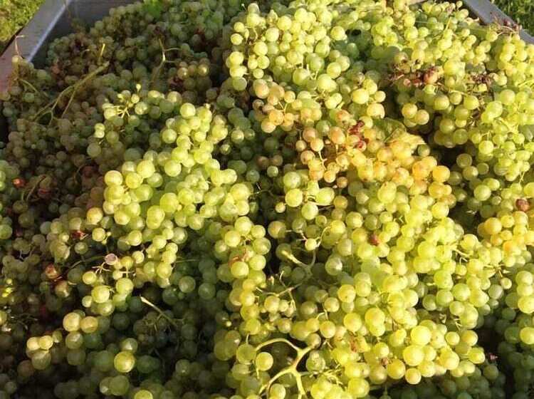 مبيت وإفطار Agriturismo La Vigna Di Sarah