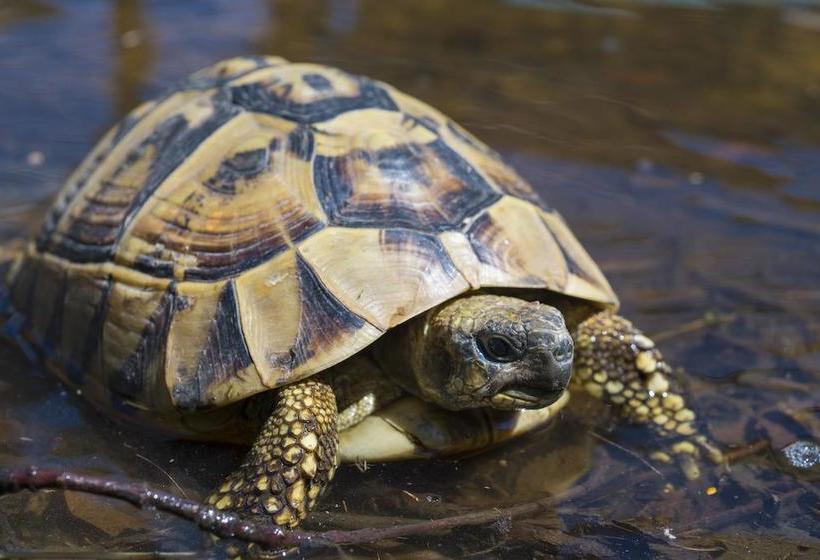 L'adele Bed & Breakfast