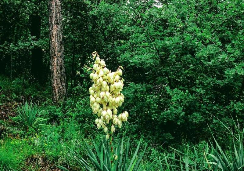 Bed and Breakfast Les Maquinols Estate