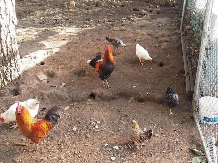 Bed and Breakfast Scott Creek Farm