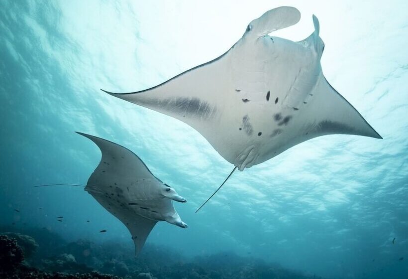 Manta Ray Bay Resort